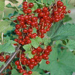 Naschgarten Beeren-Mix, 5er-Set, Höhe 35 Cm, Topf 2 Liter -Gartenserien Geschäft 0480850426 Johannisbeeren Jonk v Tets Weisse Vers 69327