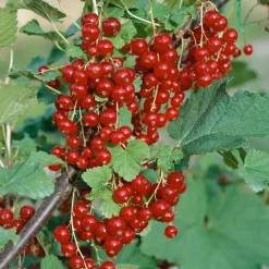 Johannisbeeren 'Rot/Schwarz', 4er-Set, Topf Je 2 Liter -Gartenserien Geschäft 0480850430 Johannisbeeren Set ROT SCHWARZ 4er Set1 76461