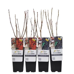 Johannisbeeren 'Rot/Schwarz', 4er-Set, Topf Je 2 Liter -Gartenserien Geschäft 0480850430 Johannisbeeren Set ROTSCHWARZ 4er Set Co 2 lt WEB 3 89593