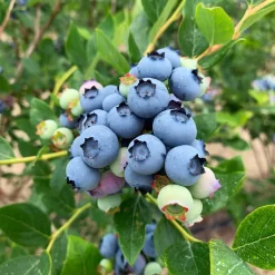 Heidelbeere 'Jersey', Höhe Ca. 30-40 Cm, Topf 23 Cm