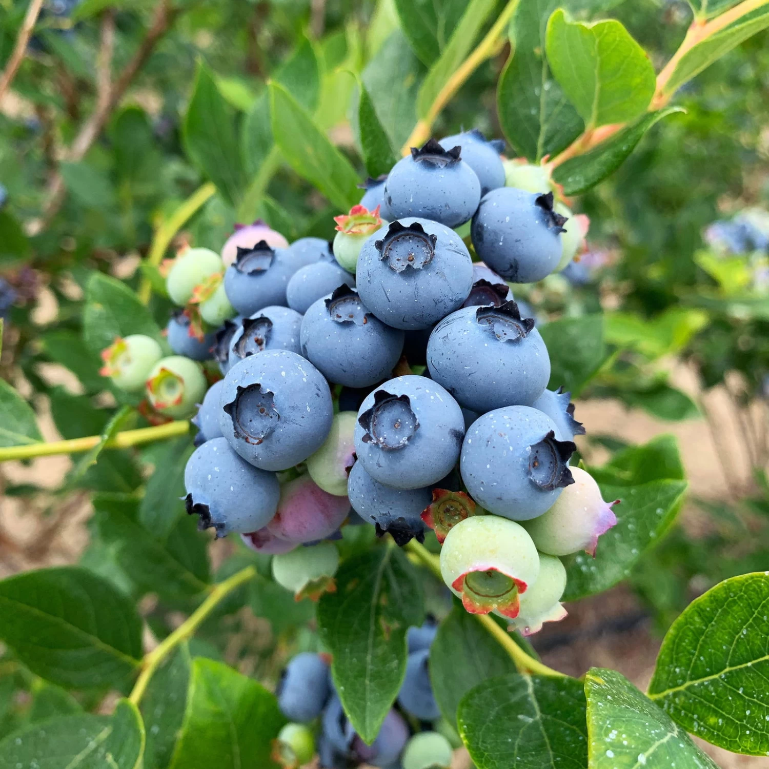 Heidelbeere 'Jersey', Höhe Ca. 30-40 Cm, Topf 23 Cm 1 Heidelbeere 'Jersey', Höhe Ca. 30-40 Cm, Topf 23 Cm