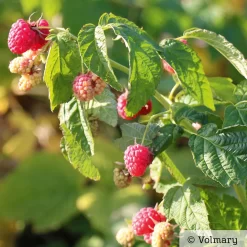 Zwerg-Himbeere Summer Lovers® 'Patio Red', 5 L Topf 9 Zwerg-Himbeere Summer Lovers® 'Patio Red', 5 L Topf -Gartenserien Geschäft 0480900167 Summer Lovers Patio Red Sommerhimbeere 1 neu 91947