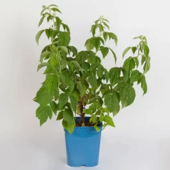 Zwerg-Himbeere Summer Lovers® 'Patio Red', 5 L Topf