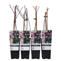 Himbeer-Set 'Dunkle Früchtchen', 4er-Set, Topf Je 2 Liter -Gartenserien Geschäft 0480900197 Himbeeren Set Dunkle Fruechtchen 4er Set Co 2 lt WEB 3 89616