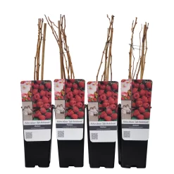 Herbsthimbeeren 'Zefa 3', 4er-Set, Topf Je 2 Liter -Gartenserien Geschäft 0480900201 Herbsthimbeere Zefa 3 4er Set Co 2 lt WEB 3 89620