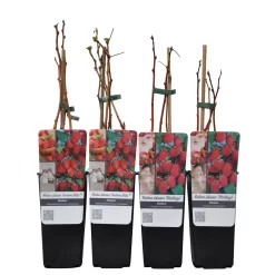 Herbsthimbeeren, 'Blissy® Autumn Bliss' + 'Heritage', 4er-Set, Topf Je 2 Liter -Gartenserien Geschäft 0480900203 Herbsthimbeeren Autumn Blis Heritage 4er Set Co 2 lt WEB 2 89622