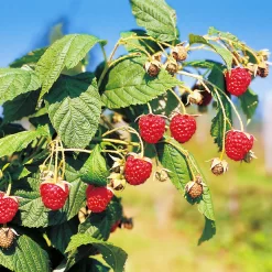 Herbsthimbeeren, 'Blissy® Autumn Bliss' + 'Heritage', 4er-Set, Topf Je 2 Liter -Gartenserien Geschäft 0480900203 Herbsthimbeeren Autumn Bliss Heritage 4er Set1 76452