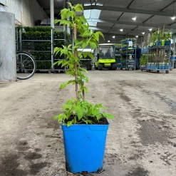 Gelbe Zwerghimbeere Lowberry® 'Goodasgold' , 5 L Topf -Gartenserien Geschäft 0480900237 zwerghimbeere goodasgold 1 124052