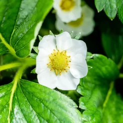 6er-Set Erdbeere Hummi® 'Gento', Je Im 9 Cm Topf -Gartenserien Geschäft 048091 fragaria x ananassa erdbeerpflanze weisse bluete 124923