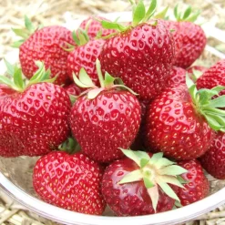 6er-Set Erdbeere Hummi® 'Aroma-Auslese', Je Im 9 Cm Topf