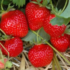 6er-Set Erdbeere Hummi® 'Gento', Je Im 9 Cm Topf