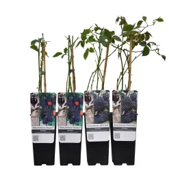 Brombeeren 'Navaho'® Arapaho(s) & 'Black Satin', 4er-Set, Topf Je 2 Liter 9 Brombeeren 'Navaho'® Arapaho(s) & 'Black Satin', 4er-Set, Topf Je 2 Liter -Gartenserien Geschäft 0480920101 Brombeeren Navaho Black Sati 4er Set Co 2 lt WEB 2 89631