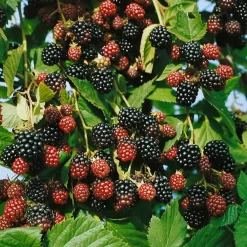 Brombeeren 'Navaho'® Arapaho(s) & 'Black Satin', 4er-Set, Topf Je 2 Liter 8 Brombeeren 'Navaho'® Arapaho(s) & 'Black Satin', 4er-Set, Topf Je 2 Liter -Gartenserien Geschäft 0480920101 Brombeeren Navaho Black Satin 4er Set1 76456