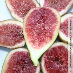 Feige 'Gustis® Perretta', Topf 5 Liter -Gartenserien Geschäft 0480940138 Ficus carica Perretta Feige Busch 2 105177