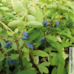 Sibirische Blaubeere, Lonicera Kamtschatika 'Balaleika®', Im Topf 5 Lt.
