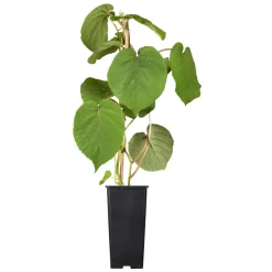 Männliche Kiwi 'Atlas', Topf-Ø 15 Cm, 2er-Set -Gartenserien Geschäft 0480960140 0480960141 0480960142 Golden Kiwi Altas 87663 1
