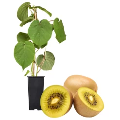 Gelbfruchtige Kiwi 'Golden Kiwi', 2er-Set, Topf 15 Cm Ø 9 Gelbfruchtige Kiwi 'Golden Kiwi', 2er-Set, Topf 15 Cm Ø -Gartenserien Geschäft 0480960140 Golden Kiwi Set inkl Befruchtersorte neu 88604