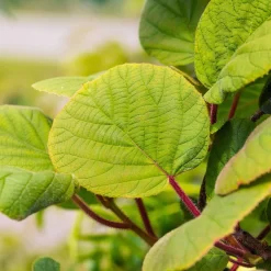 Grünfruchtige Kiwi 'Hayward', 2er-Set, Topf 15 Cm Ø -Gartenserien Geschäft 0480960141 0480960142 Hayward 87665