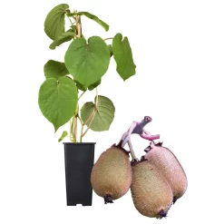 Grünfruchtige Kiwi 'Hayward', 2er-Set, Topf 15 Cm Ø -Gartenserien Geschäft 0480960141 Kiwi Hayward Set inkl Befruchtersorte neu 88605