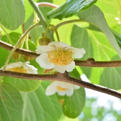 Männliche Kiwi 'Atlas', Topf-Ø 15 Cm, 2er-Set -Gartenserien Geschäft 0480960156 Actinidia chin Atlas 2er Set 98208