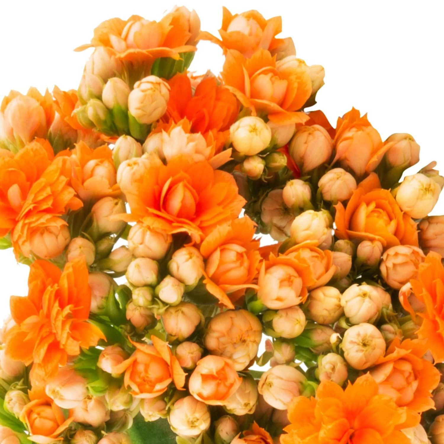 Garten-Kalanchoe Queen®, Farben Nach Verfügbarkeit, Topf-Ø 21 Cm 1 Garten-Kalanchoe Queen®, Farben Nach Verfügbarkeit, Topf-Ø 21 Cm