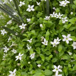 Craspedia & Isotoma Gelb & Weiß, Topf-Ø 23 Cm -Gartenserien Geschäft 0610103605 Craspedia mit Isotoma 1 114850