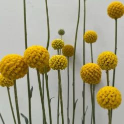 Craspedia & Isotoma Gelb & Weiß, Topf-Ø 23 Cm -Gartenserien Geschäft 0610103605 Craspedia mit Isotoma 2 114849