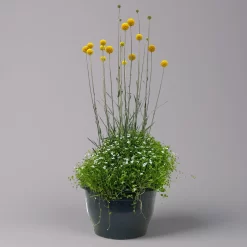 Craspedia & Isotoma Gelb & Weiß, Topf-Ø 23 Cm