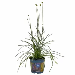 Craspedia Gelb, Topf-Ø 12 Cm, Höhe Ca. 25 Cm -Gartenserien Geschäft 0610103620 Craspedia Golf Beauty gelb 3er Set 1 114073