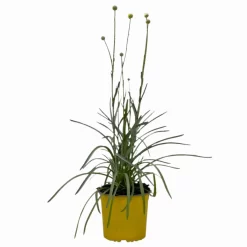 Craspedia Gelb, Topf-Ø 12 Cm, Höhe Ca. 25 Cm -Gartenserien Geschäft 0610103620 Craspedia Golf Beauty gelb 3er Set 4 114074