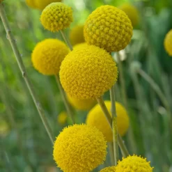 Craspedia Gelb, Topf-Ø 12 Cm, Höhe Ca. 25 Cm -Gartenserien Geschäft 0610103620 Craspedia Golf Beauty gelb H25 3er Set1 111412