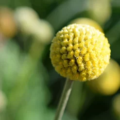 Craspedia Gelb, Topf-Ø 12 Cm, Höhe Ca. 25 Cm -Gartenserien Geschäft 0610103620 Craspedia Golf Beauty gelb H25 3er Set2 111411