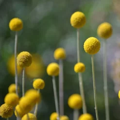 Craspedia Gelb, Topf-Ø 12 Cm, Höhe Ca. 25 Cm -Gartenserien Geschäft 0610103620 Craspedia Golf Beauty gelb H25 3er Set3 111410