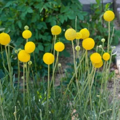 Craspedia Gelb, Topf-Ø 12 Cm, Höhe Ca. 25 Cm -Gartenserien Geschäft 0610103620 Craspedia Golf Beauty gelb H25 3er Set4 111409