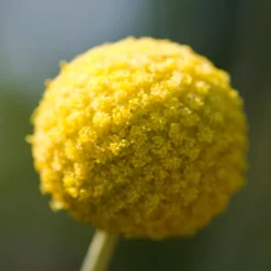 Craspedia Gelb, Topf-Ø 12 Cm, Höhe Ca. 25 Cm -Gartenserien Geschäft 0610103620 Craspedia Golf Beauty gelb H25 3er Set5 111408