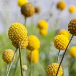 Craspedia Gelb, Topf-Ø 12 Cm, Höhe Ca. 25 Cm -Gartenserien Geschäft 0610103620 Craspedia Golf Beauty gelb H25 3er Set6 111407