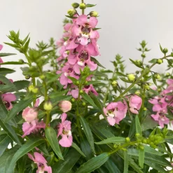 Angelonia 'Trio' Rosa-weiß-lila/blau, Topf-Ø 19 Cm, 2er-Set -Gartenserien Geschäft 0610103638 Angelonia Trio T19 rosa weiss blau 2er Set 2 111871