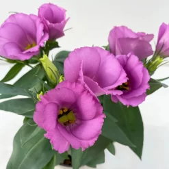 Lisianthus Rosa, Topf-Ø 10,5 Cm, 8er-Set -Gartenserien Geschäft 0610103641 0610103643 Lisianthus rosa 6er Set 3 111924