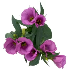 Lisianthus Rosa, Topf-Ø 10,5 Cm, 8er-Set -Gartenserien Geschäft 0610103641 0610103643 Lisianthus rosa 6er Set 4 111939