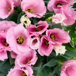 Lisianthus Rosa, Topf-Ø 10,5 Cm, 8er-Set -Gartenserien Geschäft 0610103643 Lisianthus rosa 8er Set 10 114020