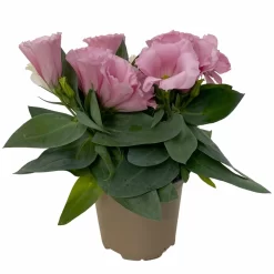 Lisianthus Rosa, Topf-Ø 10,5 Cm, 8er-Set -Gartenserien Geschäft 0610103643 Lisianthus rosa 8er Set 2 114076