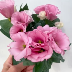 Lisianthus Rosa, Topf-Ø 10,5 Cm, 8er-Set -Gartenserien Geschäft 0610103643 Lisianthus rosa 8er Set 7 114021