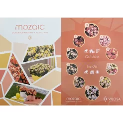 Kalanchoe 'Mozaic', Wechselfarbig, Topf-Ø 12 Cm, Höhe Ca. 22 Cm, 6er-Set -Gartenserien Geschäft 0610103650 Outdoor Kalanchoe Mozaic wechselfarbig 6er Set 12 113797