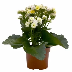 Kalanchoe 'Mozaic', Wechselfarbig, Topf-Ø 12 Cm, Höhe Ca. 22 Cm, 6er-Set -Gartenserien Geschäft 0610103650 Outdoor Kalanchoe Mozaic wechselfarbig 6er Set 2 113821