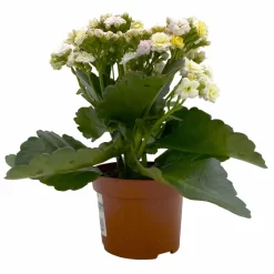 Kalanchoe 'Mozaic', Wechselfarbig, Topf-Ø 12 Cm, Höhe Ca. 22 Cm, 6er-Set -Gartenserien Geschäft 0610103650 Outdoor Kalanchoe Mozaic wechselfarbig 6er Set 3 113822