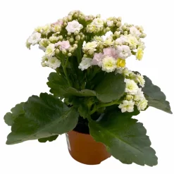 Kalanchoe 'Mozaic', Wechselfarbig, Topf-Ø 12 Cm, Höhe Ca. 22 Cm, 6er-Set -Gartenserien Geschäft 0610103650 Outdoor Kalanchoe Mozaic wechselfarbig 6er Set 5 113823