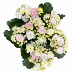 Kalanchoe 'Mozaic', Wechselfarbig, Topf-Ø 12 Cm, Höhe Ca. 22 Cm, 6er-Set -Gartenserien Geschäft 0610103650 Outdoor Kalanchoe Mozaic wechselfarbig 6er Set 8 113824