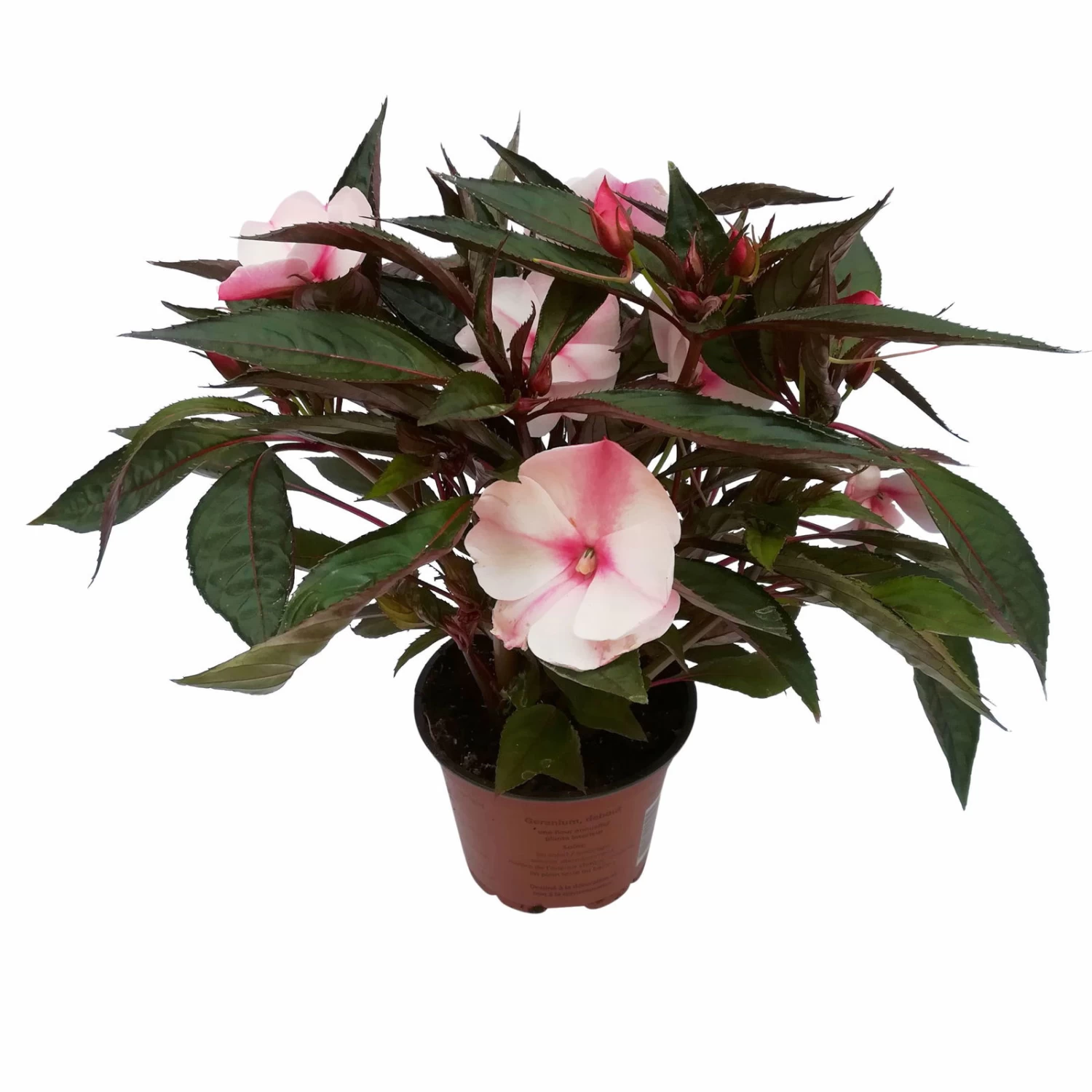 Edellieschen, Weiß-rosa, Topf-Ø 12 Cm, 6er-Set 1 Edellieschen, Weiß-rosa, Topf-Ø 12 Cm, 6er-Set