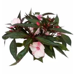 Edellieschen, Weiß-rosa, Topf-Ø 12 Cm, 6er-Set 8 Edellieschen, Weiß-rosa, Topf-Ø 12 Cm, 6er-Set -Gartenserien Geschäft 0610110045 Impatiens rosa weiss Set 6St 2 2 78828