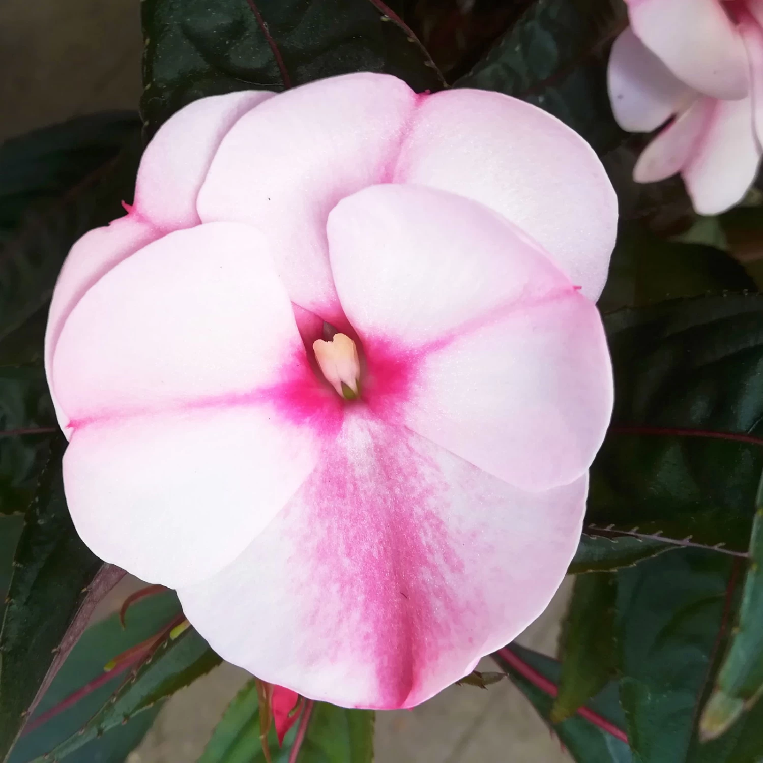 Edellieschen, Weiß-rosa, Topf-Ø 12 Cm, 6er-Set 2 Edellieschen, Weiß-rosa, Topf-Ø 12 Cm, 6er-Set – Bild 2